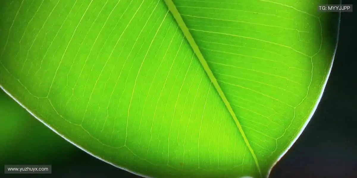 巅峰对决,见证奇迹!⚽️